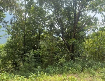 Land Plot C - Image 2